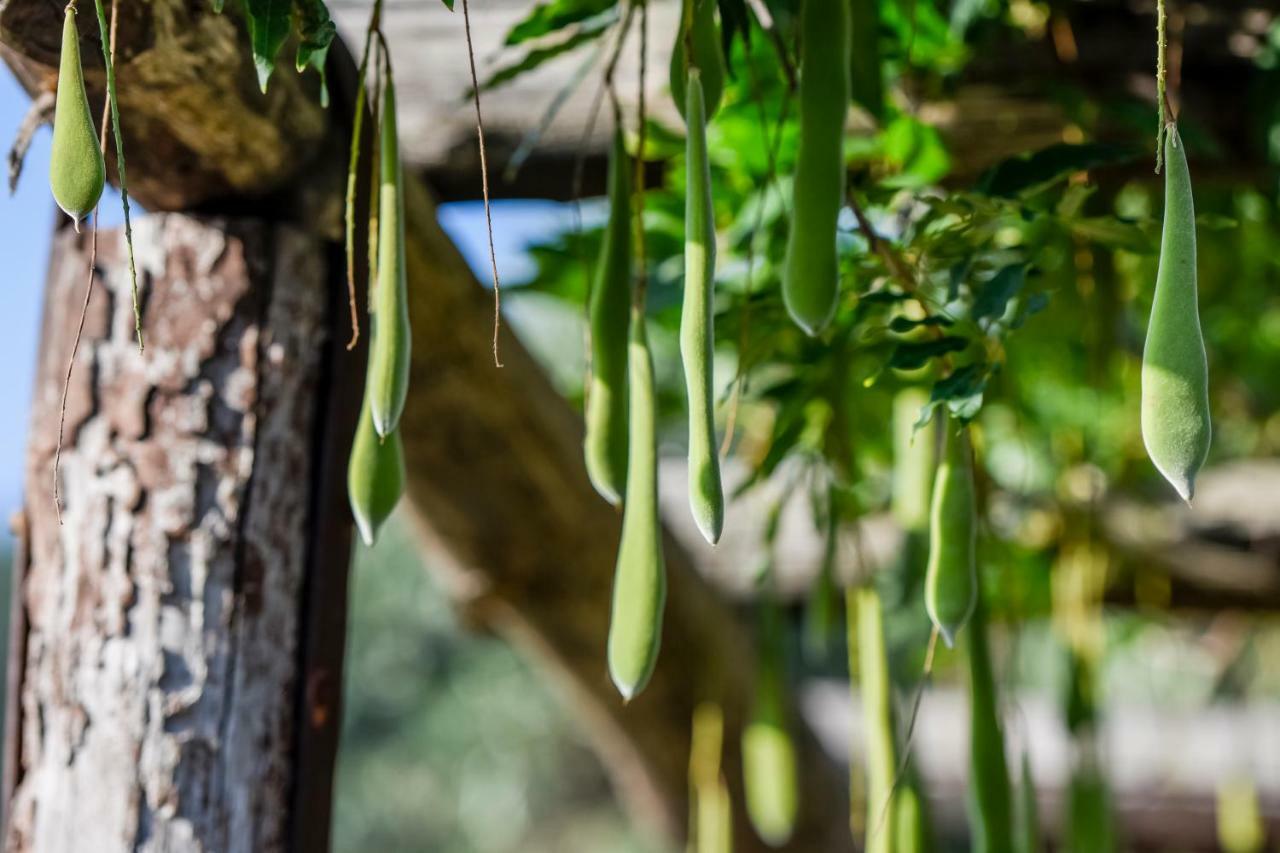 Casale San Martino Bed and Breakfast Laureana Cilento Buitenkant foto